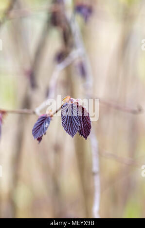 Corylus maxima purpurea. Le noisetier pourpre. Feuilles pourpre filbert quitte au printemps Banque D'Images