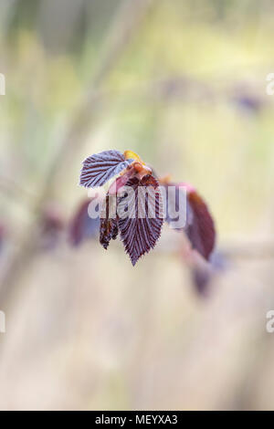 Corylus maxima purpurea. Le noisetier pourpre. Feuilles pourpre filbert quitte au printemps Banque D'Images