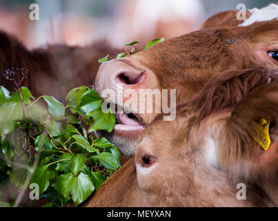 Les deux vaches, Guernesey et d'or rouge (marron). Adulte et close up. Ivy manger Banque D'Images