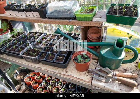 Les semis de fleurs dans les bacs dans une serre au printemps. UK Banque D'Images