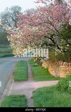 Matin soleil de printemps sur les cerisiers en fleurs dans le village de Chadlington, Oxfordshire, Angleterre Banque D'Images