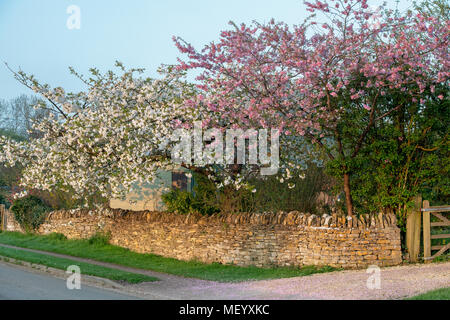 Matin soleil de printemps sur les cerisiers en fleurs dans le village de Chadlington, Oxfordshire, Angleterre Banque D'Images