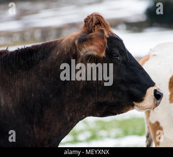 Les deux vaches, Guernesey et d'or rouge (marron). Adulte et close up. Banque D'Images