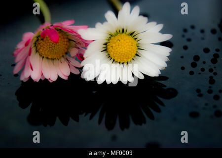 Deux marguerites après la pluie avec des gouttes sur la vitre. Dans le verre est le reflet de la fleur. Banque D'Images