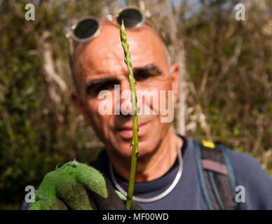 Pousse jeune avec un cueilleur occupé: La saison des asperges sauvages est courte. En automne, Giulio est spécialisé dans les champignons. La cueillette des asperges sauvages signifie la cueillette d'une délicatesse en Toscane, en Italie. Il est précieux et rare comme les truffes Banque D'Images