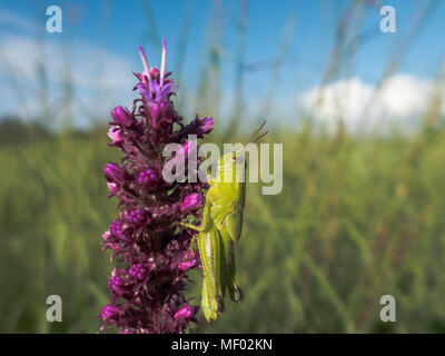 Grasshopper reposant sur une jolie fleur des prairies au coucher du soleil. Banque D'Images