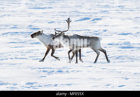 Caribou incroyable erraient à travers la toundra ... soometimes en grands troupeaux et d'autres fois, juste un peu. Belle ainsi que sleek porteur. Banque D'Images