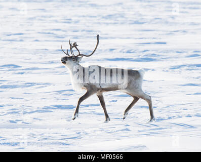 Caribou incroyable erraient à travers la toundra ... soometimes en grands troupeaux et d'autres fois, juste un peu. Belle ainsi que sleek porteur. Banque D'Images