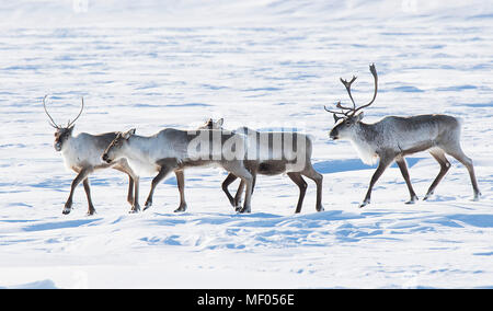 Caribou incroyable erraient à travers la toundra ... soometimes en grands troupeaux et d'autres fois, juste un peu. Belle ainsi que sleek porteur. Banque D'Images