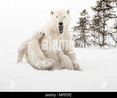 L'ours endormi maman câlins et les infirmières ses petits. Banque D'Images