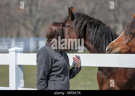 Femme en interaction avec deux beaux chevaux. Banque D'Images