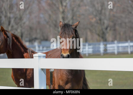 Femme en interaction avec deux beaux chevaux. Banque D'Images