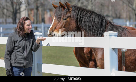 Femme en interaction avec deux beaux chevaux. Banque D'Images