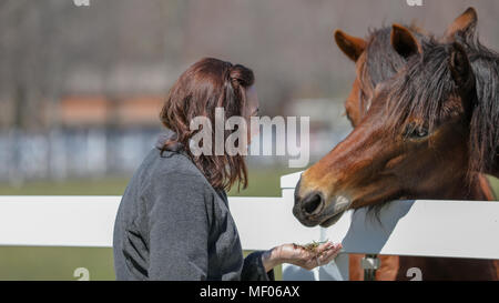 Femme en interaction avec deux beaux chevaux. Banque D'Images