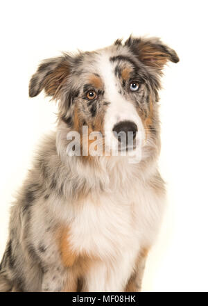 Portrait of a cute blue merle aux yeux étrange chien berger australien regardant la caméra sur un fond blanc Banque D'Images