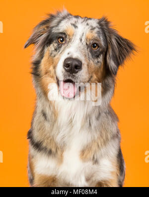 Portrait d'un joli chien berger australien bleu merle sur fond orange Banque D'Images