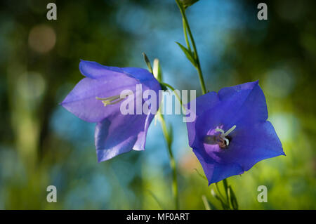 Libre de deux fleurs violettes (Campanula medium) sur un fond coloré brouillée. Banque D'Images