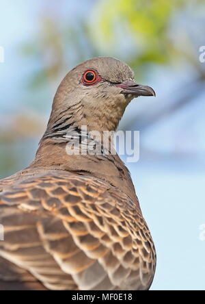 Tourterelle orientale (Streptopelia orientalis orii) close up de Jinshan, adultes Avril Taiwan Banque D'Images