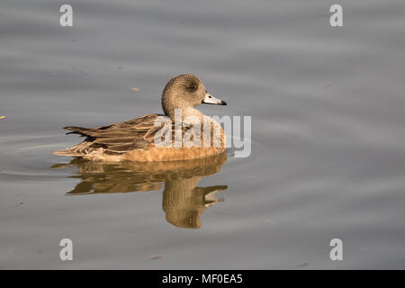 D'une poule Le Canard d'Amérique. Banque D'Images