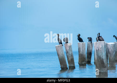 Les cormorans se une brise de l'océan / Floride / oiseaux de mer et de ciel bleu doux / cormoran à aigrettes double Banque D'Images