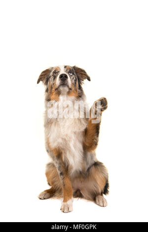 Odd eyed blue merle berger australien chien assis à la recherche jusqu'à sa patte jusqu'isolé sur fond blanc Banque D'Images