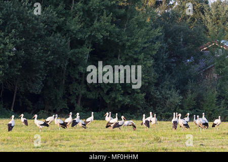 Allemagne, Bavière, Markt Schwaben, cigognes blanches on meadow Banque D'Images