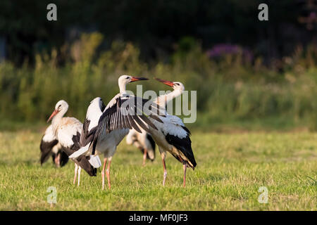 Allemagne, Bavière, Markt Schwaben, cigognes blanches on meadow Banque D'Images