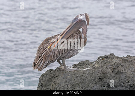 Pélican brun au lissage sur un rocher sur l'île Isabela dans les îles Galapagos Banque D'Images