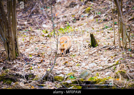 Wild red fox en forêt. La faune en milieu naturel Banque D'Images