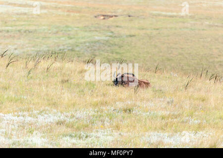 Un gnou noir, Connochaetes gnou, également appelé un cerf de gnu, laying in grass au Golden Gate dans la province État libre d'Afrique du Sud Banque D'Images