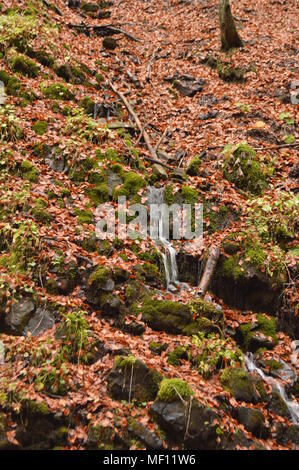 Explorer les sentiers en cascade les plus populaires avec la Forêt nationale organisée à la main Cartes et directions ainsi qu'un examen détaillé et photo Banque D'Images