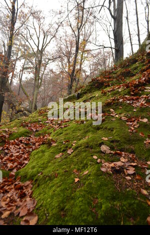 Explorer les sentiers en cascade les plus populaires avec la Forêt nationale organisée à la main Cartes et directions ainsi qu'un examen détaillé et photo Banque D'Images