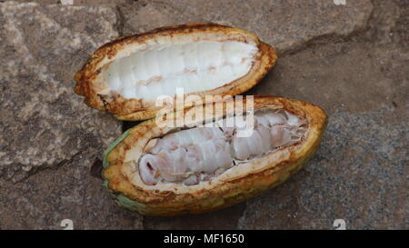 Le cacao fruits frais ouvert avec les haricots visible, Close up, Ghana Banque D'Images