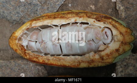 Le cacao fruits frais ouvert avec les haricots visible, Close up, Ghana Banque D'Images