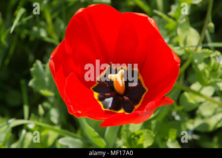 Gros plan d'une tulipe rouge dans le jardin vu du dessus Banque D'Images