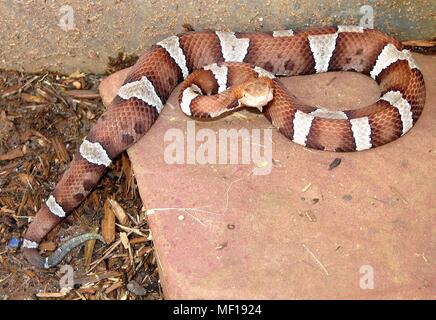 Serpent copperhead Trans-Pecos (Agkistrodon contortrix pictigaster), 2005. Image courtoisie Centres for Disease Control (CDC) / Edward J. Wozniak. () Banque D'Images