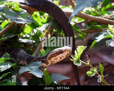 Floride cottonmouth serpent (Agkistrodon p, 2005. conanti) randonnées parmi le feuillage, en Floride. Image courtoisie Centres for Disease Control (CDC) / Edward J. Wozniak. () Banque D'Images