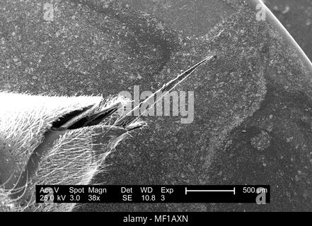 Détails morphologiques ultrastructurales d'un insecte hyménoptère non identifié appareil stinger, représentés dans le 38x amplifiés en microscopie électronique à balayage (MEB) de droit, 2005. Image courtoisie Centres for Disease Control (CDC) / Janice Haney Carr. () Banque D'Images