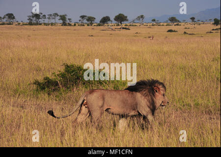 Lion marchant à travers du paysage de savane dans le Masai Mara, Kenya Banque D'Images