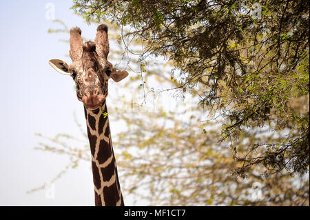 Portrait d'une girafe réticulée (Giraffa reticulata) ou girafe somaliens. Close up grande femelle paissant sur des feuilles d'acacia à Samburu National Park. Banque D'Images