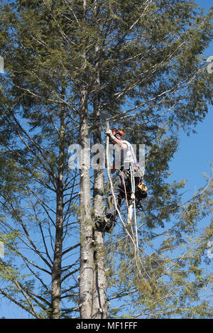 Un arboriculteur professionnel chute d'un arbre de la pruche dans les sections, à l'aide de cordes et de poulies pour abaisser les sections au sol. Banque D'Images