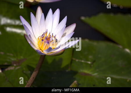 Un bug recherche de nourriture à l'intérieur d'une fleur de lotus. Banque D'Images