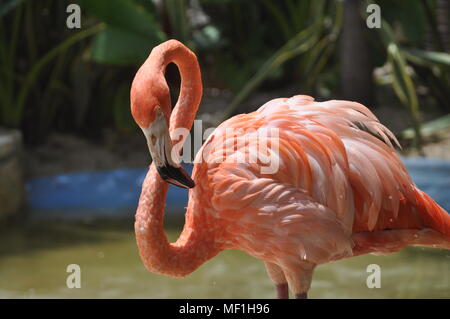 Un flamand rose en elle-même preens,Costa Maya au Mexique Banque D'Images