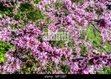 Redbud Cercis canadensis, avec des fleurs roses qui poussent à partir du tronc, des branches et des brindilles. Banque D'Images