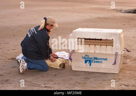 Sauvetage Bénévole jeune loutre de mer avec l'hypoglycémie grave et d'une péritonite, Acanthocéphale inflammation abdominale d'infection parasitaire Banque D'Images