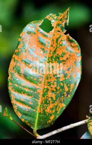 Les feuilles malades avec le champignon brun Banque D'Images