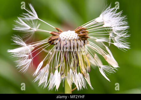 Une macrophotographie des gouttelettes de pissenlit puff avec rosée sur elle. Banque D'Images