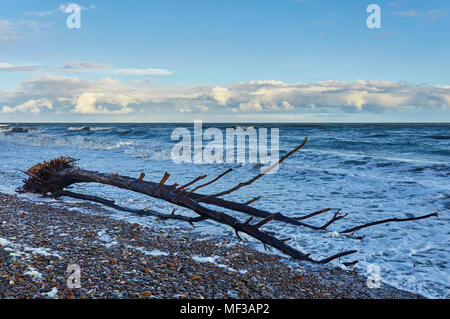 Un arbre s'échouer dans la rivière Esk et poussée sur St Cyrus beach par une récente tempête et marée haute dans l'Aberdeenshire, en Écosse. Banque D'Images