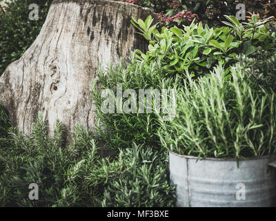 Herbes aromatiques, romarin, thym plantés dans des pots métalliques et le tronc derrière. L'idée de jardinage Banque D'Images