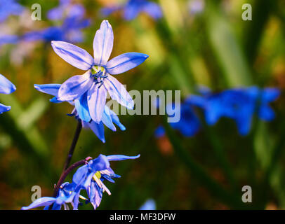 Blue Star Scilla siberica on meadow Banque D'Images